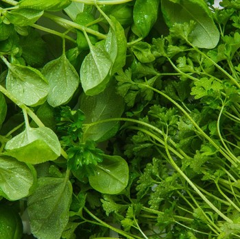 Menurut Penelitan, Ini Sayur yang Dinobatkan Paling Sehat