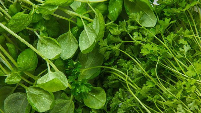 Menurut Penelitan, Ini Sayur yang Dinobatkan Paling Sehat