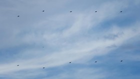 Militer Iran Tembak Jatuh Drone AS di Bandar Abbas