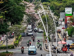 Bunga Tabebuya Bermekaran di Cikini, Suasananya Bak Musim Semi di Jepang