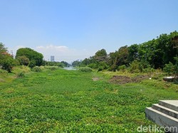 Sungai Jagir Dipenuhi Eceng Gondok, Begini Kondisinya