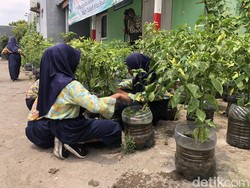 Hijaunya Kebun Galon Bekas Pakai Pupuk Sisa MBG di Sleman