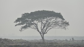 Pohon diselimuti kabut asap kebakaran hutan dan lahan (karhutla) di Tanjung Jabung Timur, Jambi, Sabtu (3/10/2026). Berdasarkan data Indeks Standar Pencemaran Udara (ISPU) Kementerian Lingkungan Hidup mencatat kualitas udara akibat asap karhutla pada