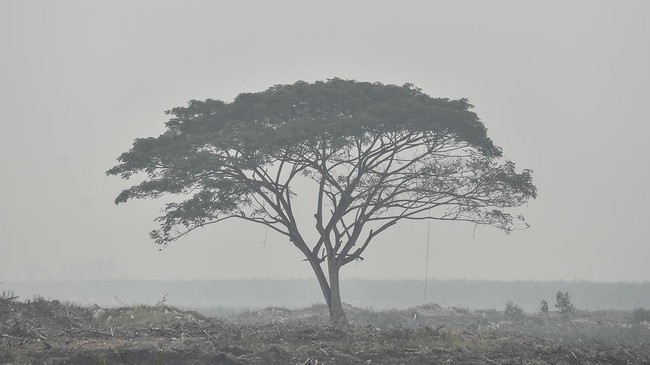 Karhutla di Jambi