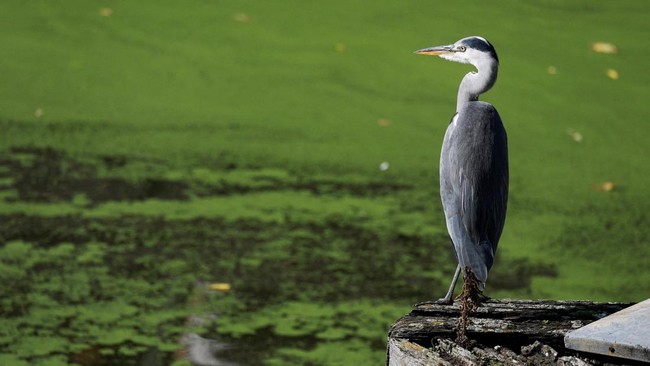 A grey heron is perched on a piece of wood along a duckweed-covered section of the River Lys in Ghent, Belgium, October 5, 2026. Prolonged hot and dry weather led to a surge in duckweed growth on the river following one of Europe's driest summers on