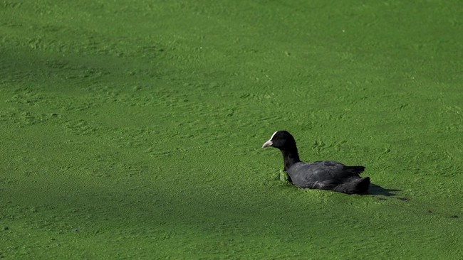 A duck swims along a duckweed-covered section of the River Lys in Ghent, Belgium, October 5, 2026. Prolonged hot and dry weather led to a surge in duckweed growth on the river following one of Europe's driest summers on record. REUTERS/Stephanie Leco
