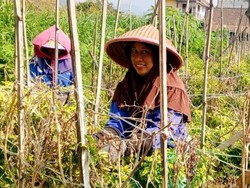Stok Menipis, Harga Cabai Rawit di Kota Batu Rp 60 Ribu Kg