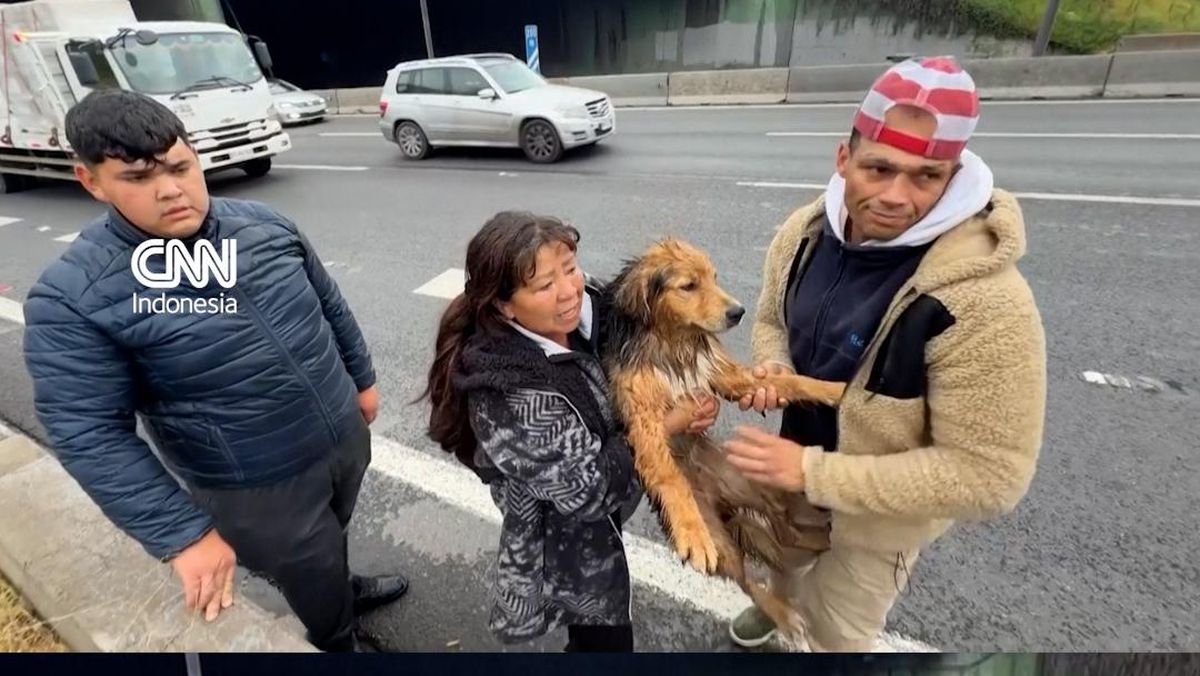 Detik-detik Penyelamatan Anjing Terjebak Arus Sungai di Chile