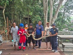 Bikin Kaget! King Cobra Dikira Kayu di Bawah Jembatan Kobar