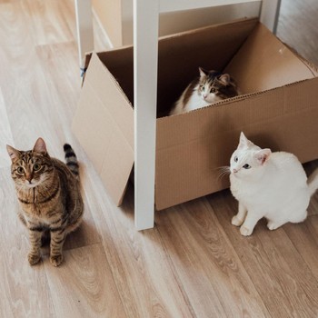 Kenapa Kucing Suka Bermain di Dalam Kardus? Ini Jawabannya Menurut Penelitian