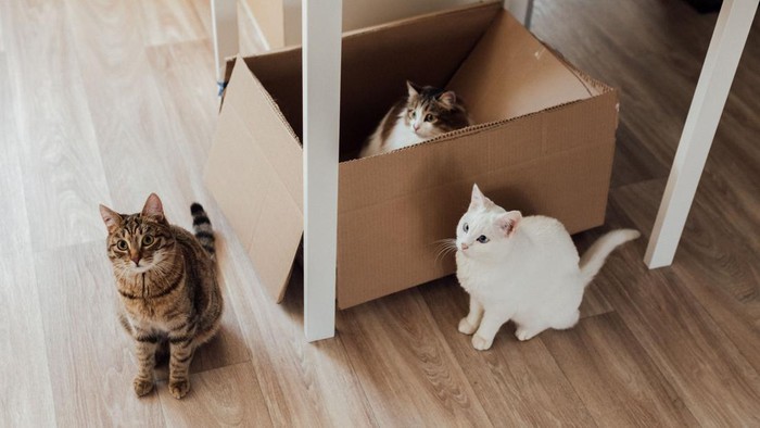 Kenapa Kucing Suka Bermain di Dalam Kardus? Ini Jawabannya Menurut Penelitian