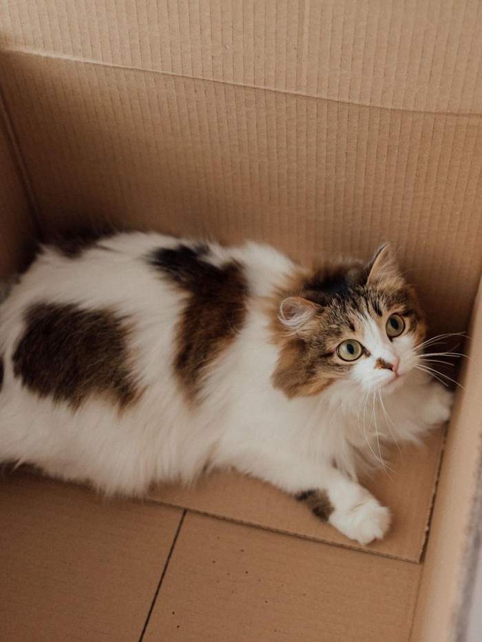 Menurut penelitian, ada beberapa alasan yang membuat kucing suka bermain di dalam kardus