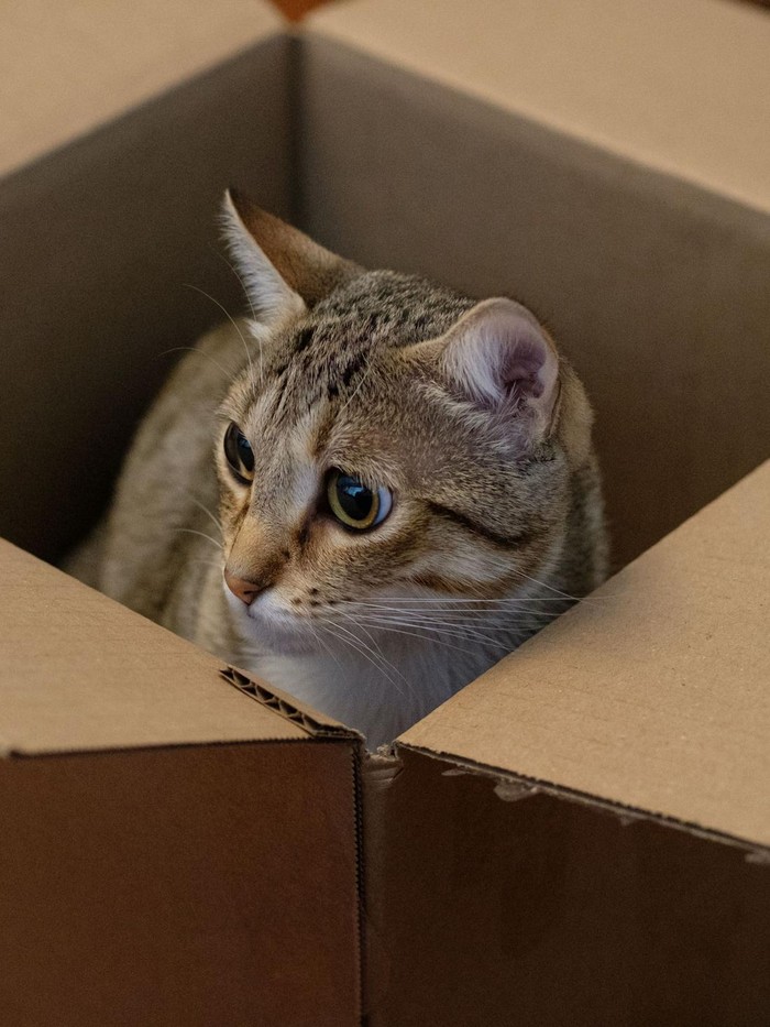 Menurut penelitian, ada beberapa alasan mengapa kucing sangat suka bermain di dalam kardus