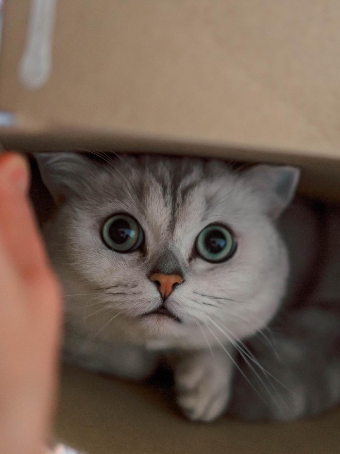 Ada beberapa alasan yang membuat kucing sangat suka bermain di dalam kardus menurut penelitian
