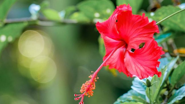 10 Tanaman Hias dengan Bunga Berwarna Merah, Bikin Rumah Makin Cantik