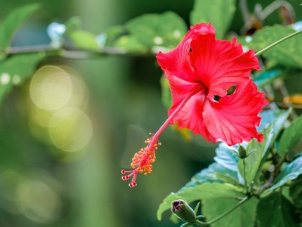 10 Tanaman Hias dengan Bunga Berwarna Merah, Bikin Rumah Makin Cantik