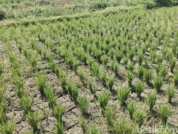 Pemkab Badung Siapkan Asuransi untuk 7.000 Hektare Lahan Pertanian