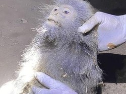 Lutung Abu-abu Mati di Kotim Usai Jatuh Lalu Digigit Anjing