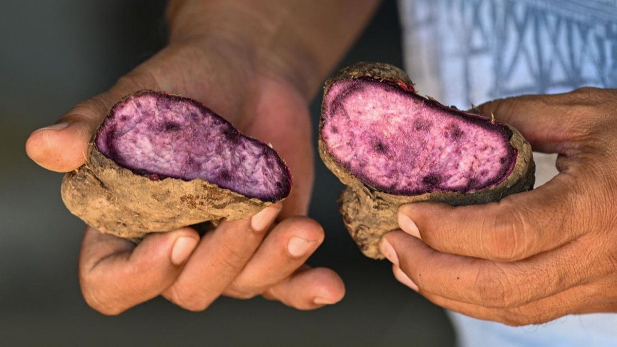 This photo taken on September 25, 2026 shows a farmer holding raw purple yam at a farm in Padre Garcia, Batangas province. The Philippine ube has become a trend-setting sensation from Los Angeles to London to Seoul, with the humble yam's bright purpl