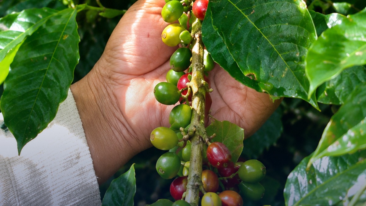 Video: Kopi RI Digemari Dunia Tapi Produktivitas Kalah Dari Vietnam