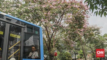 Deretan pohon tabebuya yang bunganya berguguran di Jalan Cikini Raya, Cikini, Jakarta, Kamis (8/10). (CNN Indonesia/Febria Adha L).