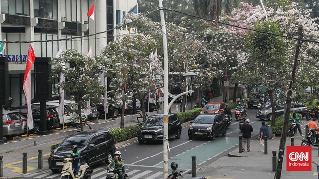 Deretan pohon tabebuya yang bunganya berguguran di Jalan Cikini Raya, Cikini, Jakarta, Kamis (8/10). (CNN Indonesia/Febria Adha L)
