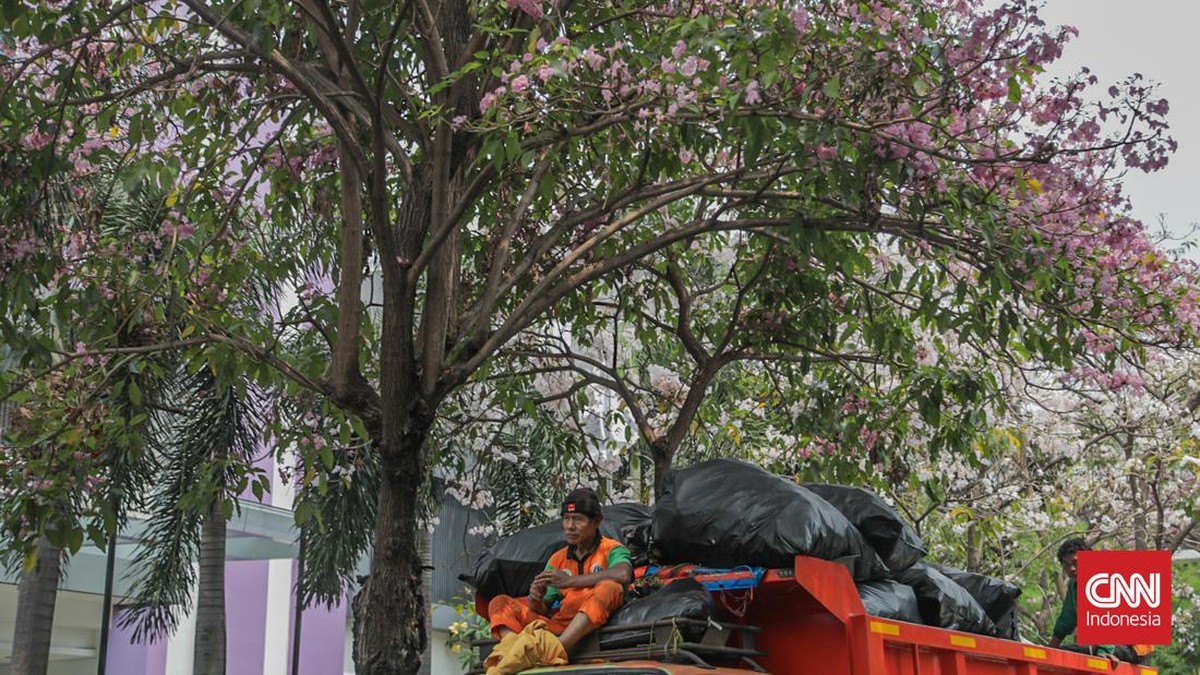Deretan pohon tabebuya yang bunganya berguguran di Jalan Cikini Raya, Cikini, Jakarta, Kamis (8/10). (CNN Indonesia/Febria Adha L)