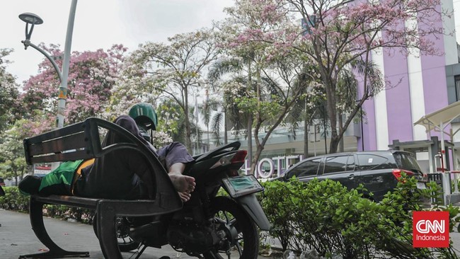 Deretan pohon tabebuya yang bunganya berguguran di Jalan Cikini Raya, Cikini, Jakarta, Kamis (8/10). (CNN Indonesia/Febria Adha L)