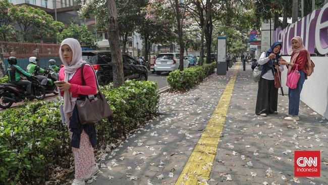 Deretan pohon tabebuya yang bunganya berguguran di Jalan Cikini Raya, Cikini, Jakarta, Kamis (8/10). (CNN Indonesia/Febria Adha L)