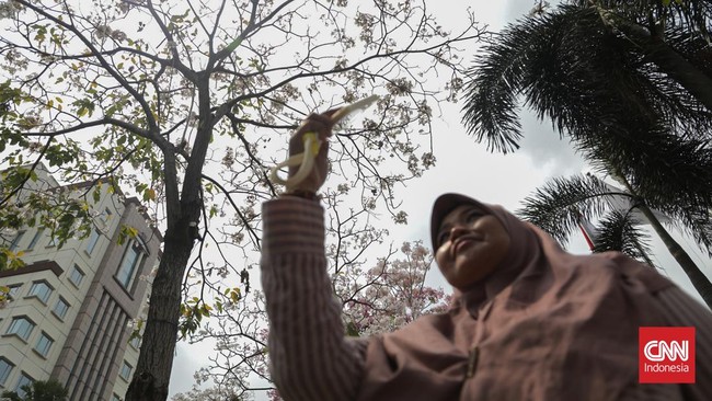 Deretan pohon tabebuya yang bunganya berguguran di Jalan Cikini Raya, Cikini, Jakarta, Kamis (8/10). (CNN Indonesia/Febria Adha L)