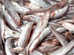 Ikan Nila Hingga Caviar Masuk List Seafood Red Flag Menurut Chef