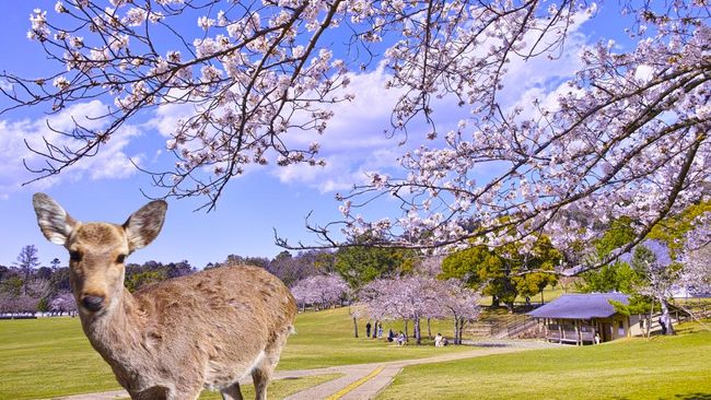 Mengenal Nara Park di Jepang Usai Turis RI Viral Beri Plastik ke Rusa