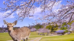 Mengenal Nara Park di Jepang Usai Turis RI Viral Beri Plastik ke Rusa