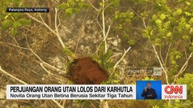 Perjuangan Orang Utan Lolos dari Karhutla