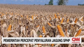jagung SPHP, Bulog, Kementerian Pertanian, harga jagung terbaru, harga pakan ternak, peternak unggas, produsen telur, stabilisasi harga pangan,