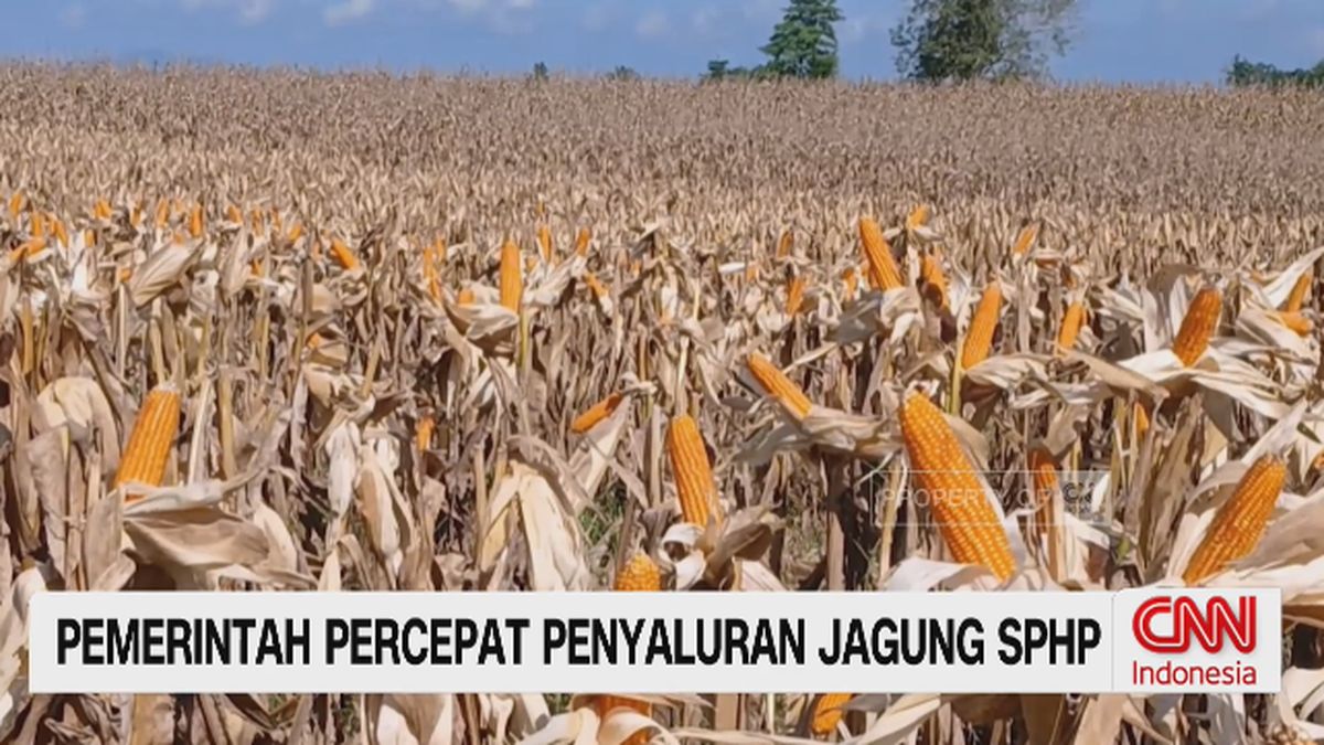 VIDEO: Pemerintah Percepat Penyaluran Jagung SPHP