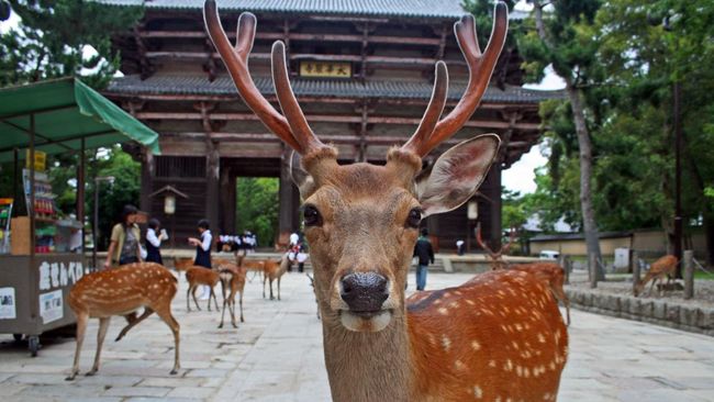 Turis RI di Nara Park Jepang Viral, Diduga Beri Makan Plastik ke Rusa