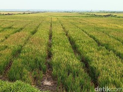 Korea Bidik Proyek Irigasi 750.000 Hektare Lahan Pertanian di Merauke