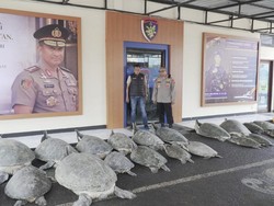 Polisi Temukan 22 Penyu Hijau dalam Perahu Tanpa Awak di Perairan Serangan