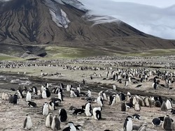 Koloni Penguin Terbesar di Dunia Kini Tinggal Kenangan