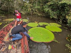 Gara-gara Foto Instagram, Ilmuwan Temukan Tanaman Raksasa Baru