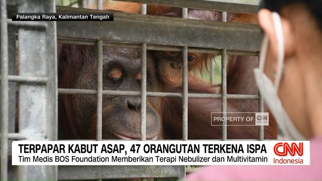 VIDEO: Terpapar Kabut Asap, 47 Orangutan Terkena ISPA