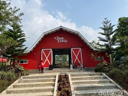 Healing Seru di Peternakan Erif, Ada Susu Segar hingga Nasi Timbel Enak!