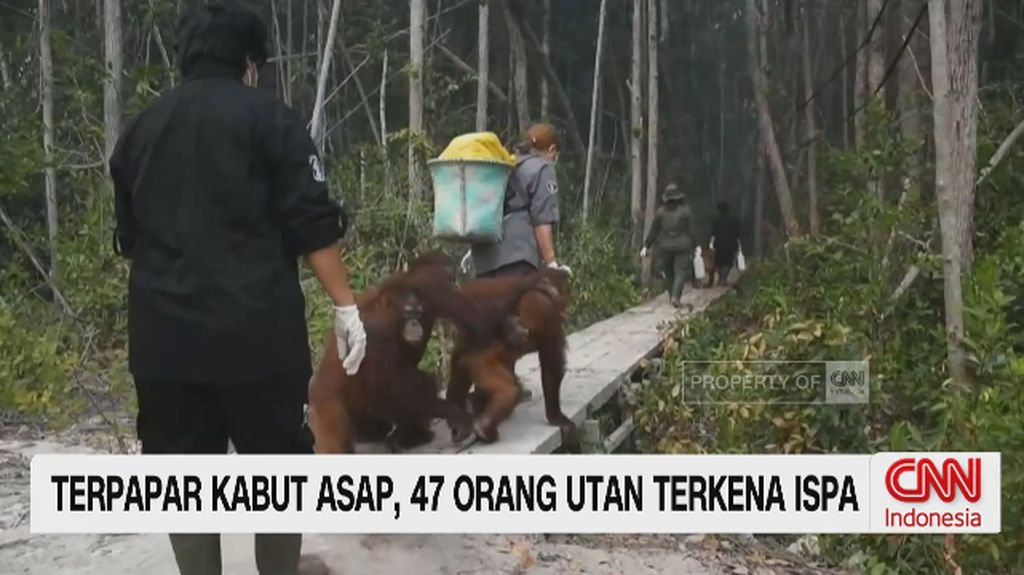 VIDEO: Terpapar Kabut Asap, 47 Orang Utan Terkena Ispa