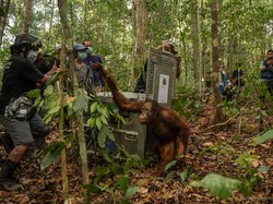 46 Orang Utan Diselamatkan dari Karhutla di Kalbar sejak Agustus