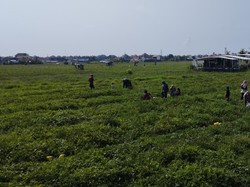 Wisata Petik Semangka di Desa Sanur Kauh
