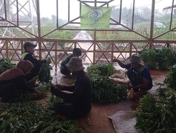 Kangkung dan Tomat Dipanen, Bomang Bersiap Menanam Jagung