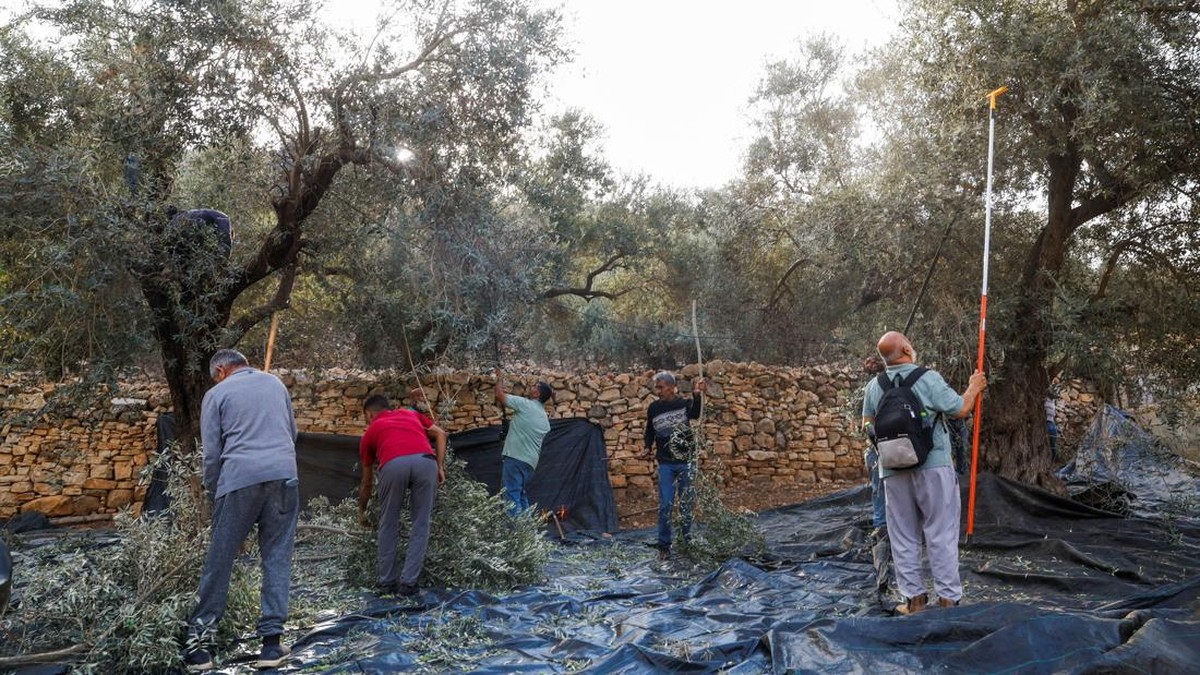 Palestinians pick olives during the harvest season in Palestinian-owned olive groves in the village of Deir Abu Mishal, on the day of clashes with Israeli settlers near Ramallah, in the Israeli-occupied West Bank, October 10, 2026. REUTERS/Mohamad To