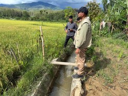 Sawah Terdampak Bencana di Gayo Lues Mulai Pulih, 13 Ha Siap Panen