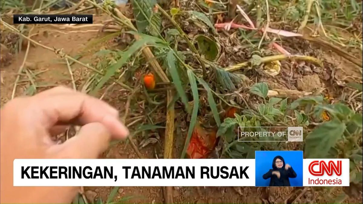 VIDEO: Kemarau Panjang Bikin Sayuran Rusak, Harga di Pasar Melonjak!